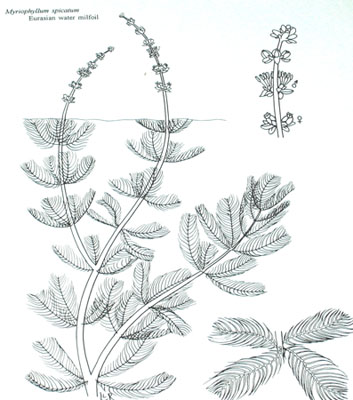 Line Drawing of Milfoil