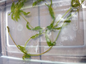 News from the SLA 8.13.15 Skan Press Clasping Leaf Pondweed photo