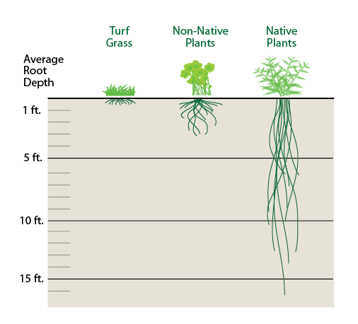 root depths chart